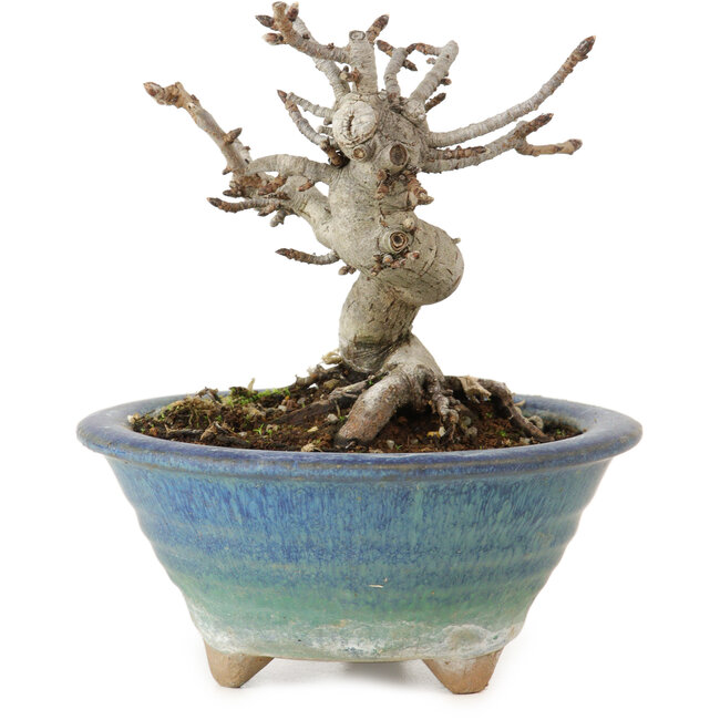 Pourthiaea villosa Decne, 14 cm, ± 10 Jahre alt