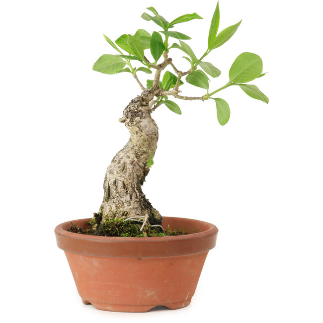 Euonymus sieboldianus, 17 cm, ± 15 Jahre alt, mit einem Nebari von 4 cm