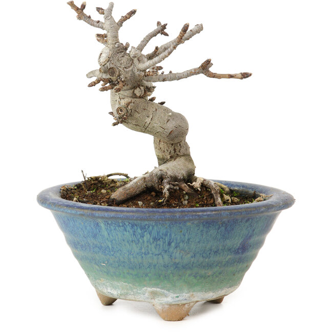 Pourthiaea villosa Decne, 14 cm, ± 10 Jahre alt