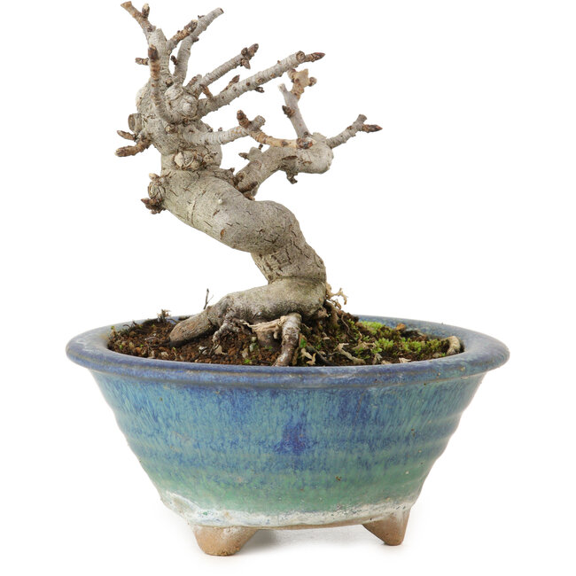 Pourthiaea villosa Decne, 14 cm, ± 10 jaar oud