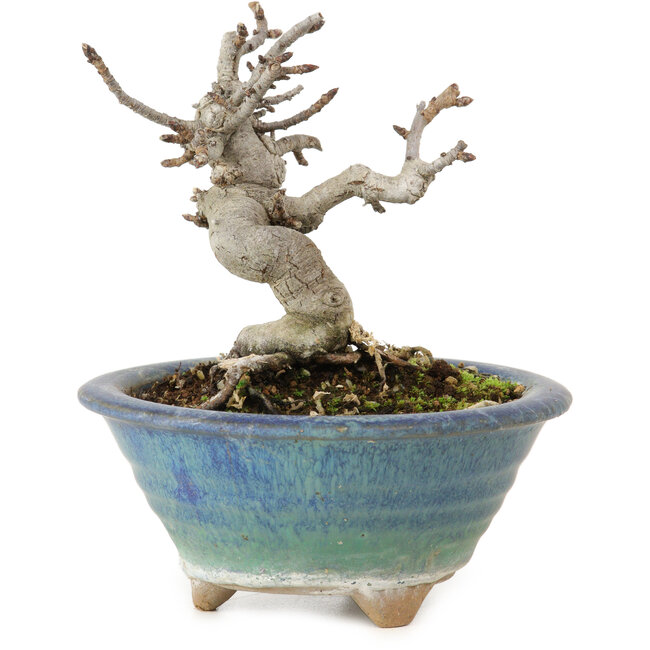 Pourthiaea villosa Decne, 14 cm, ± 10 años