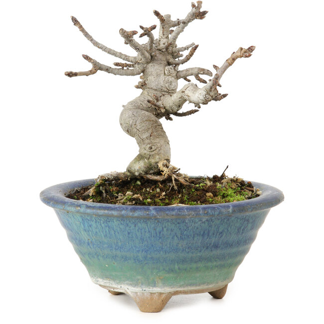 Pourthiaea villosa Decne, 14 cm, ± 10 ans