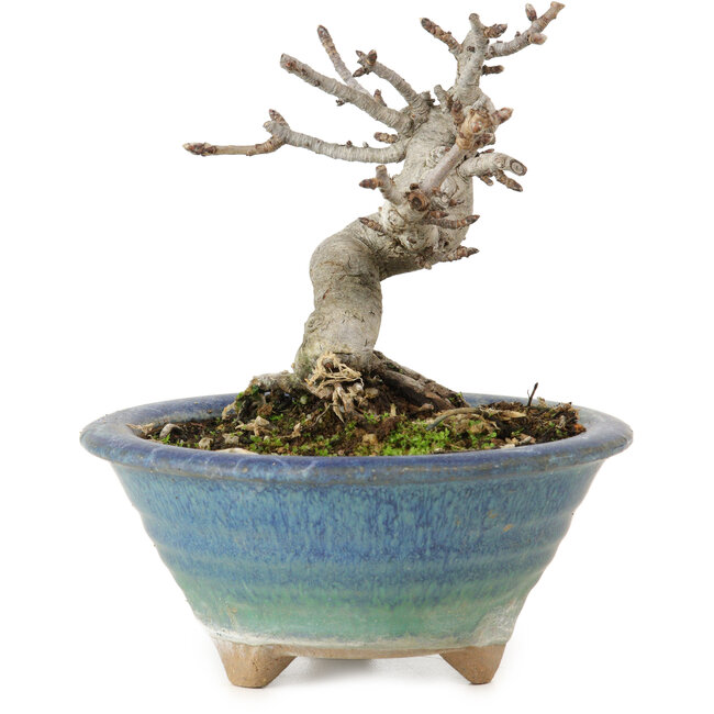 Pourthiaea villosa Decne, 14 cm, ± 10 Jahre alt