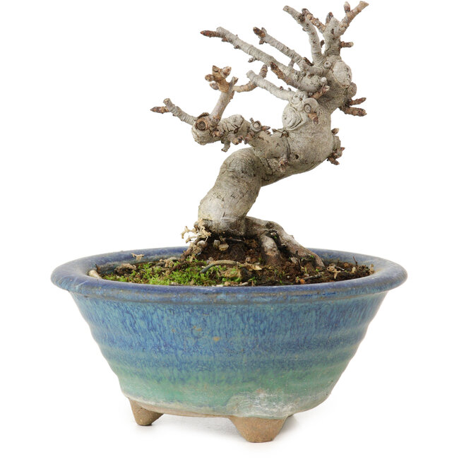 Pourthiaea villosa Decne, 14 cm, ± 10 jaar oud