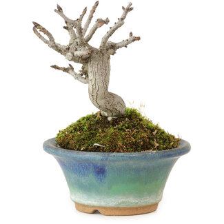 Pourthiaea villosa Decne, 10 cm, ± 10 Jahre alt