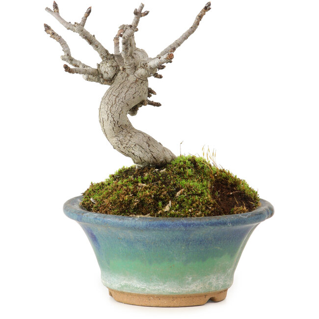 Pourthiaea villosa Decne, 10 cm, ± 10 Jahre alt