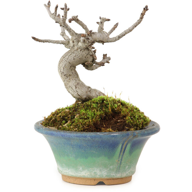 Pourthiaea villosa Decne, 10 cm, ± 10 años