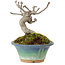 Pourthiaea villosa Decne, 10 cm, ± 10 anni