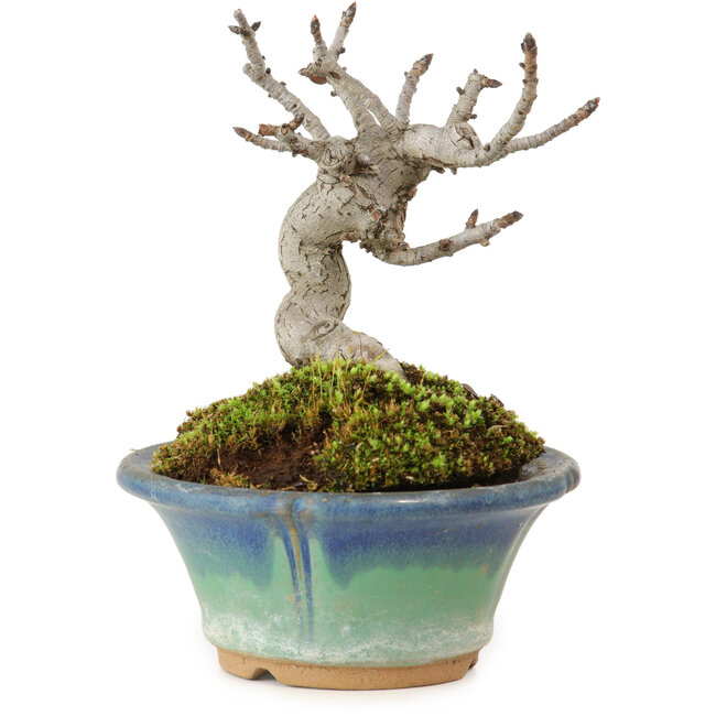 Pourthiaea villosa Decne, 10 cm, ± 10 Jahre alt