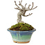 Pourthiaea villosa Decne, 10 cm, ± 10 anni
