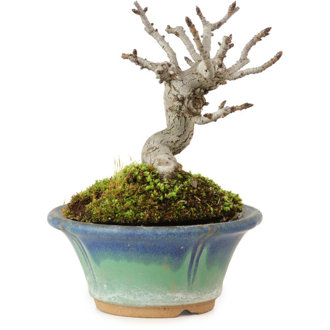 Pourthiaea villosa Decne, 10 cm, ± 10 Jahre alt