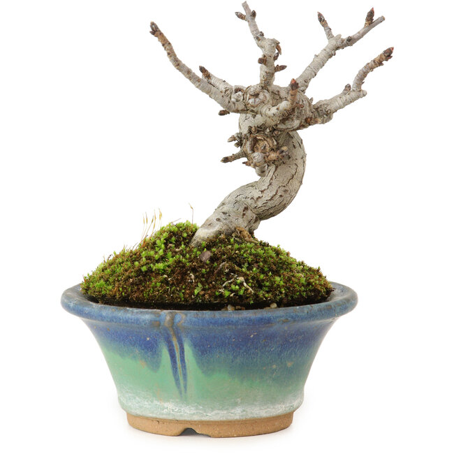 Pourthiaea villosa Decne, 10 cm, ± 10 años