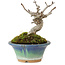 Pourthiaea villosa Decne, 10 cm, ± 10 anni