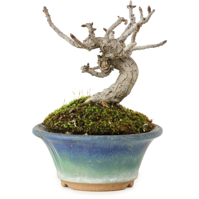 Pourthiaea villosa Decne, 10 cm, ± 10 ans