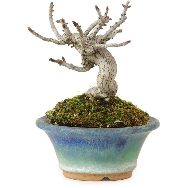 Pourthiaea villosa Decne, 10 cm, ± 10 years old