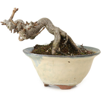 Pourthiaea villosa Decne, 6 cm, ± 10 ans