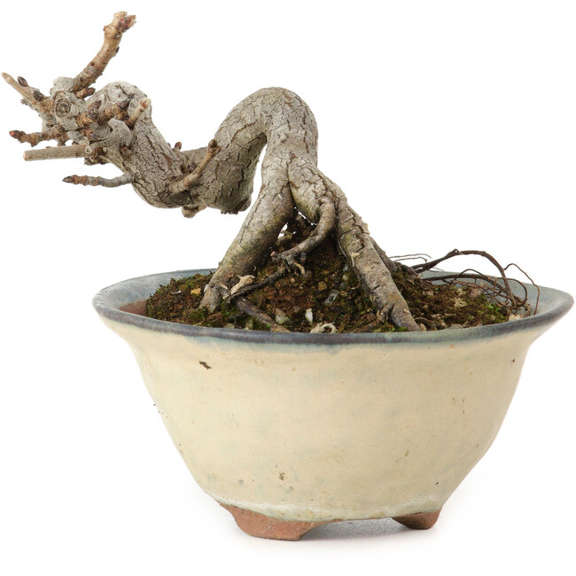 Pourthiaea villosa Decne, 6 cm, ± 10 jaar oud