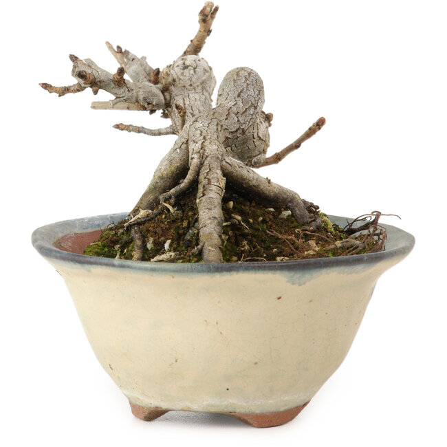 Pourthiaea villosa Decne, 6 cm, ± 10 years old