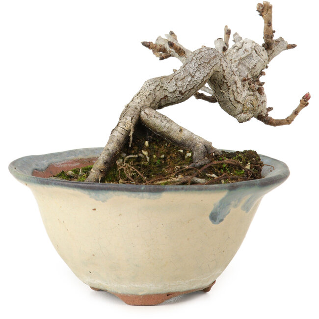 Pourthiaea villosa Decne, 6 cm, ± 10 years old