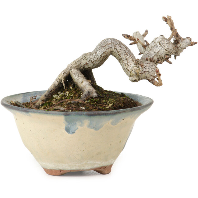 Pourthiaea villosa Decne, 6 cm, ± 10 years old