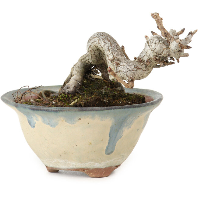 Pourthiaea villosa Decne, 6 cm, ± 10 years old