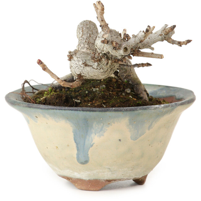 Pourthiaea villosa Decne, 6 cm, ± 10 years old