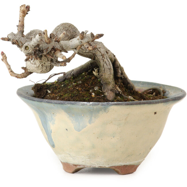 Pourthiaea villosa Decne, 6 cm, ± 10 Jahre alt