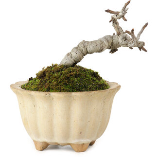 Pourthiaea villosa Decne, 9 cm, ± 10 años