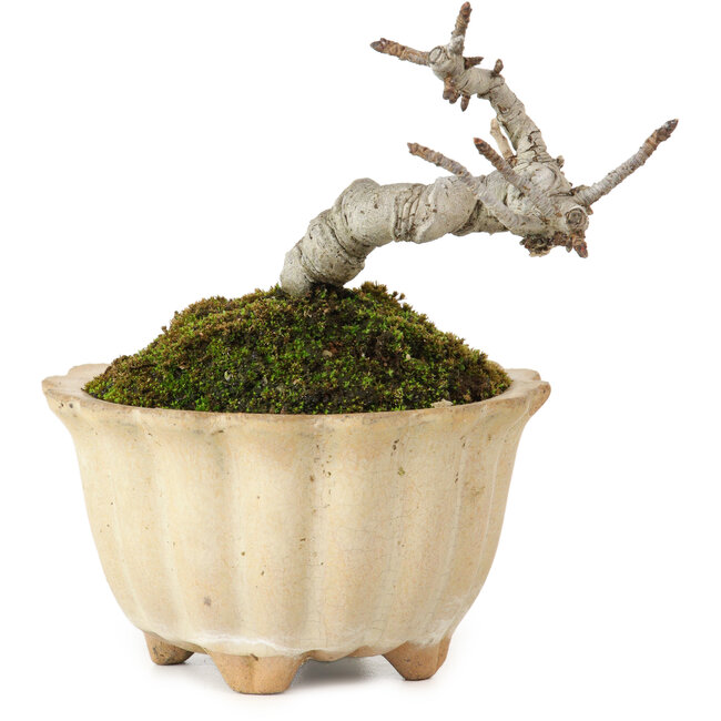 Pourthiaea villosa Decne, 9 cm, ± 10 años