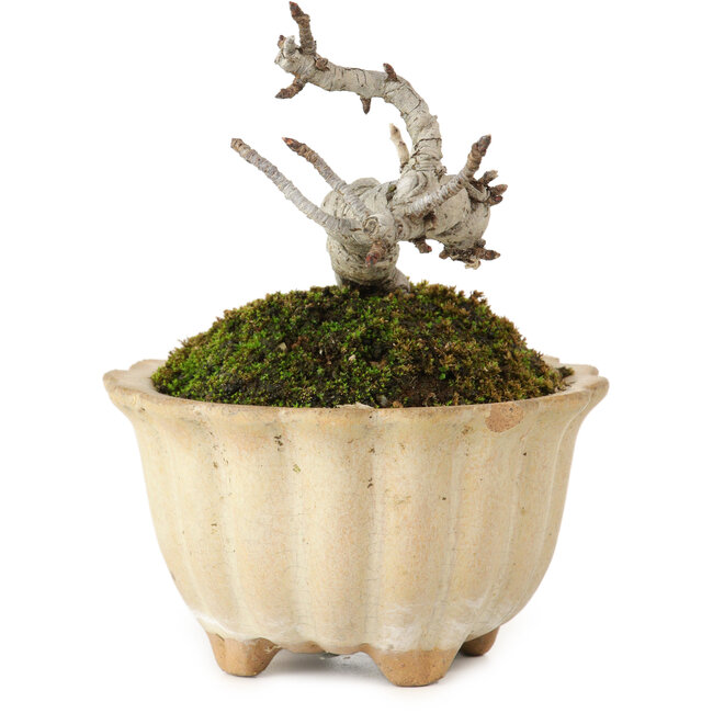 Pourthiaea villosa Decne, 9 cm, ± 10 ans