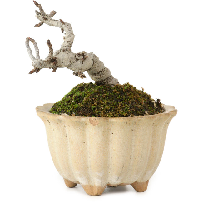 Pourthiaea villosa Decne, 9 cm, ± 10 Jahre alt