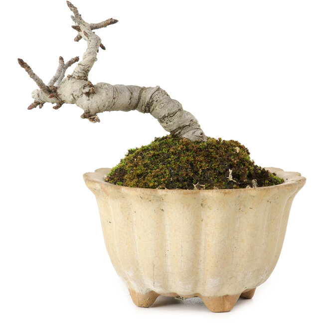 Pourthiaea villosa Decne, 9 cm, ± 10 años