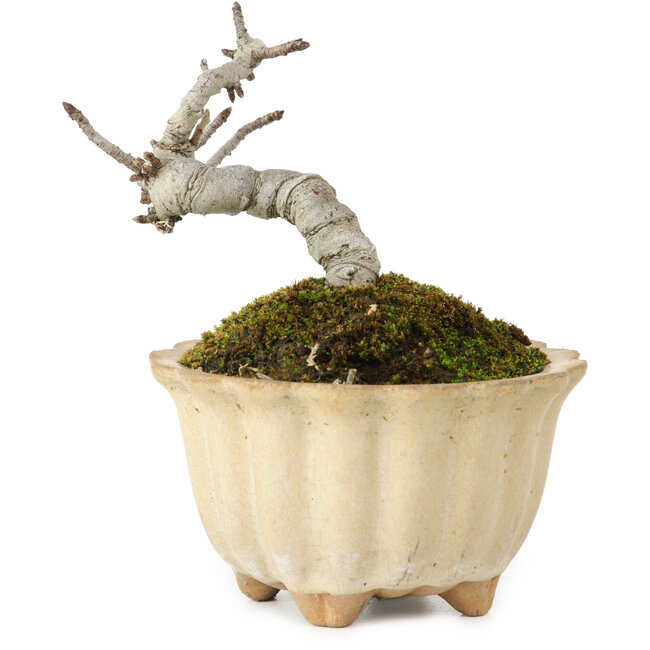 Pourthiaea villosa Decne, 9 cm, ± 10 ans