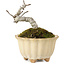 Pourthiaea villosa Decne, 9 cm, ± 10 anni