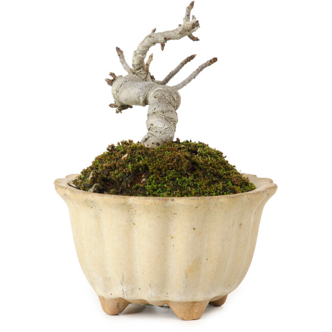 Pourthiaea villosa Decne, 9 cm, ± 10 años