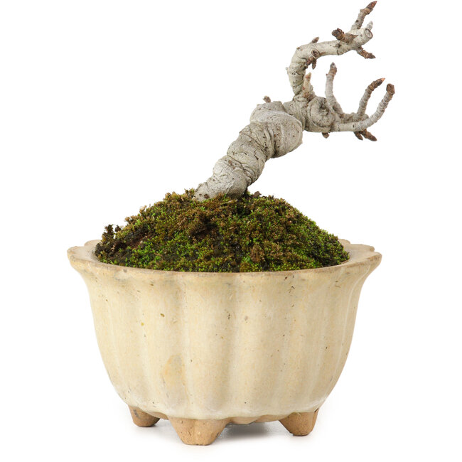 Pourthiaea villosa Decne, 9 cm, ± 10 jaar oud