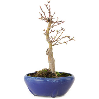 Acero palmato, 18 cm, ± 12 anni