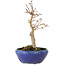 Acer palmatum, 18 cm, ± 12 jaar oud, met een nebari van 3 cm
