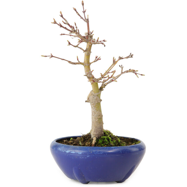 Acer palmatum, 18 cm, ± 12 jaar oud, met een nebari van 3 cm