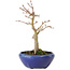 Acer palmatum, 18 cm, ± 12 jaar oud, met een nebari van 3 cm