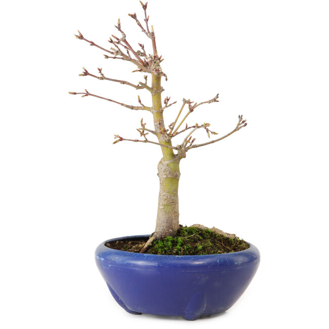Acer palmatum, 18 cm, ± 12 jaar oud, met een nebari van 3 cm