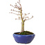 Acer palmatum, 18 cm, ± 12 jaar oud, met een nebari van 3 cm