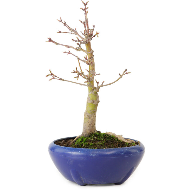 Acer palmatum, 18 cm, ± 12 jaar oud, met een nebari van 3 cm
