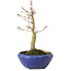 Acer palmatum, 18 cm, ± 12 años, con un nebari de 3 cm