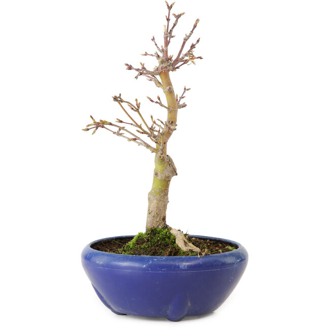 Acer palmatum, 18 cm, ± 12 jaar oud, met een nebari van 3 cm