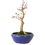 Acer palmatum, 18 cm, ± 12 ans, avec un nebari de 3 cm