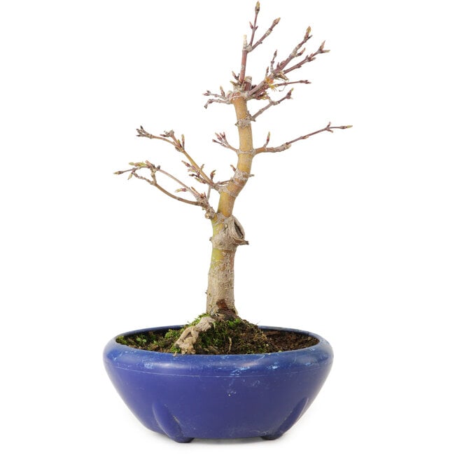 Acer palmatum, 18 cm, ± 12 anni, con nebari di 3 cm