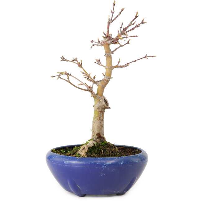 Acer palmatum, 18 cm, ± 12 jaar oud, met een nebari van 3 cm
