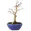 Acer palmatum, 18 cm, ± 12 jaar oud, met een nebari van 3 cm
