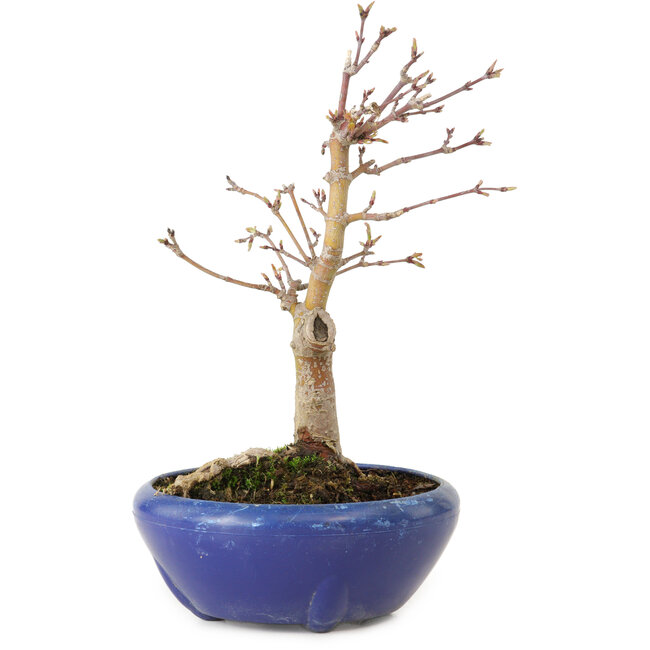 Acer palmatum, 18 cm, ± 12 jaar oud, met een nebari van 3 cm